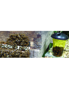 Piège contre les frelons... 2