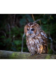 Nichoir chouette hulotte 2