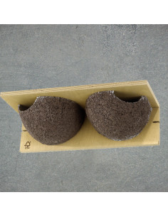 Nid hirondelles des fenêtres