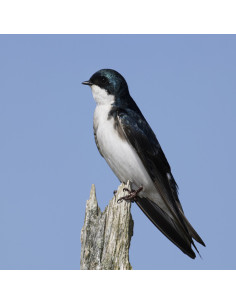 Nid hirondelles des fenêtres 2