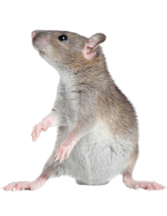 Mousestop Premium... 2